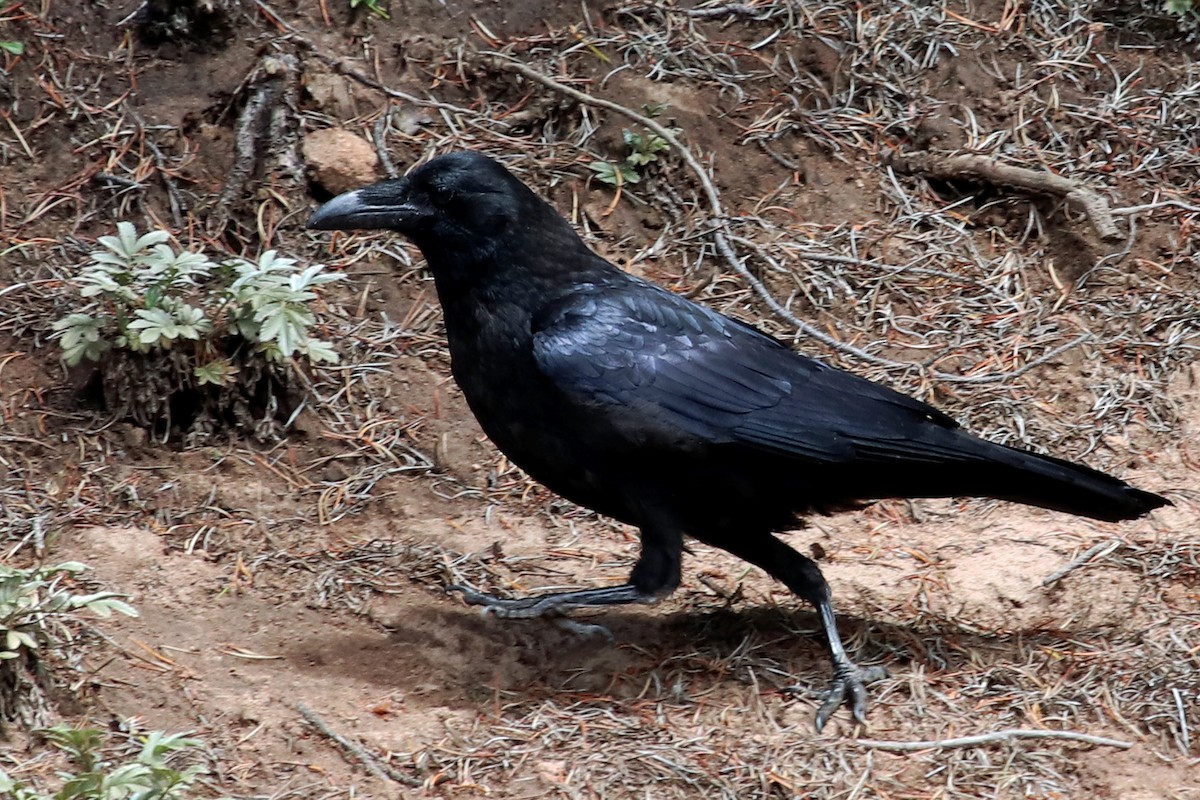 Common Raven - ML476102071