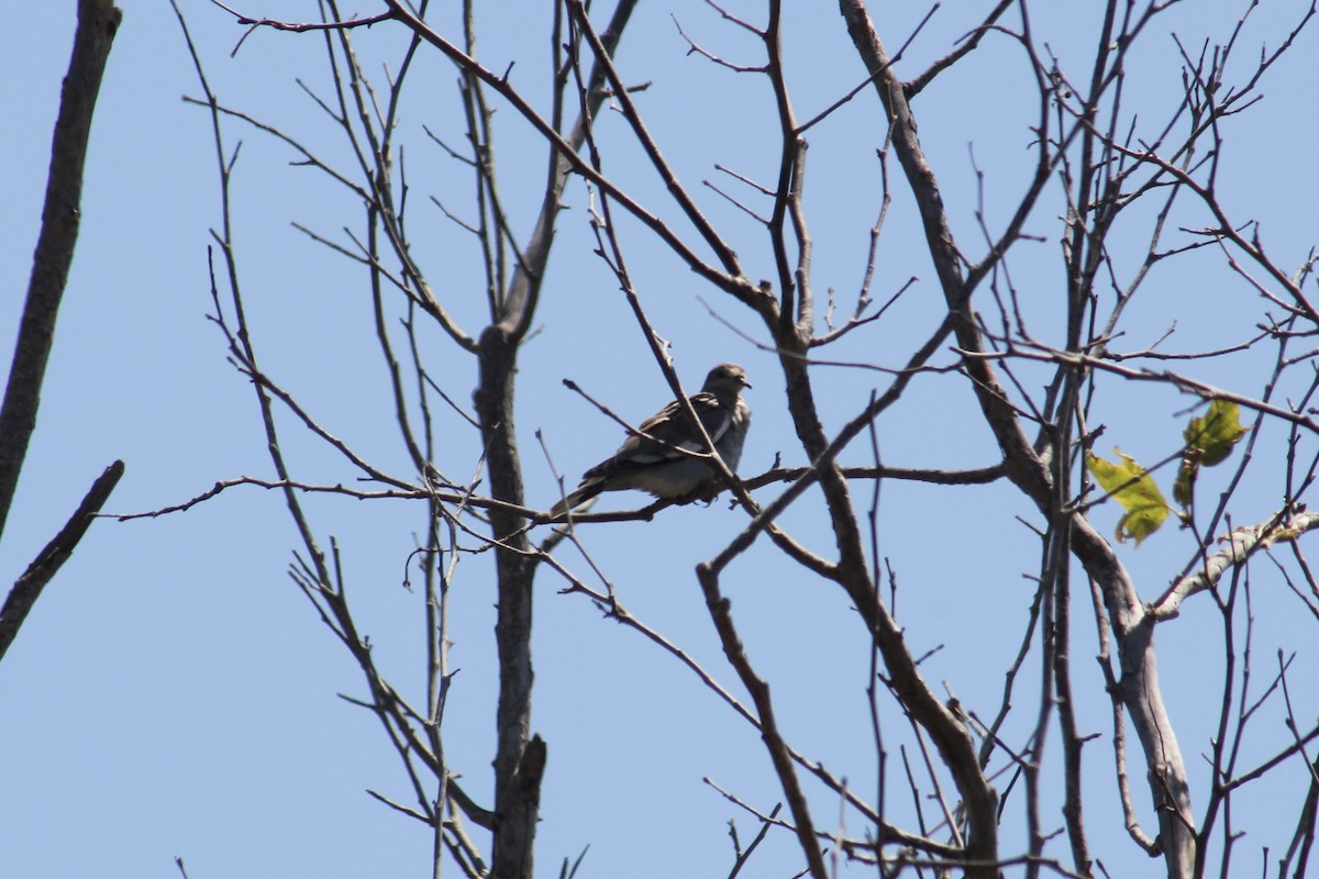 White-winged Dove - ML476102321