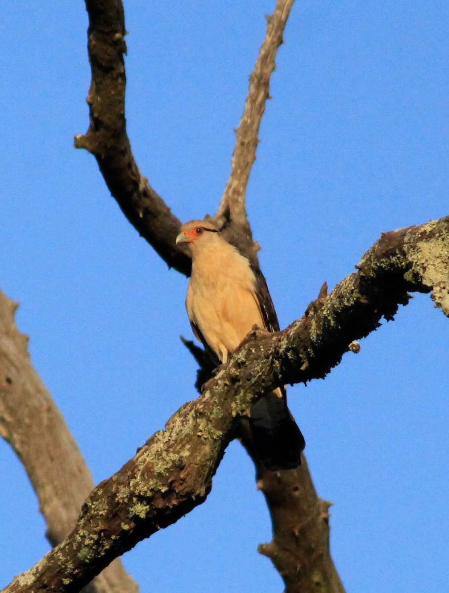 Yellow-headed Caracara - ML476102561