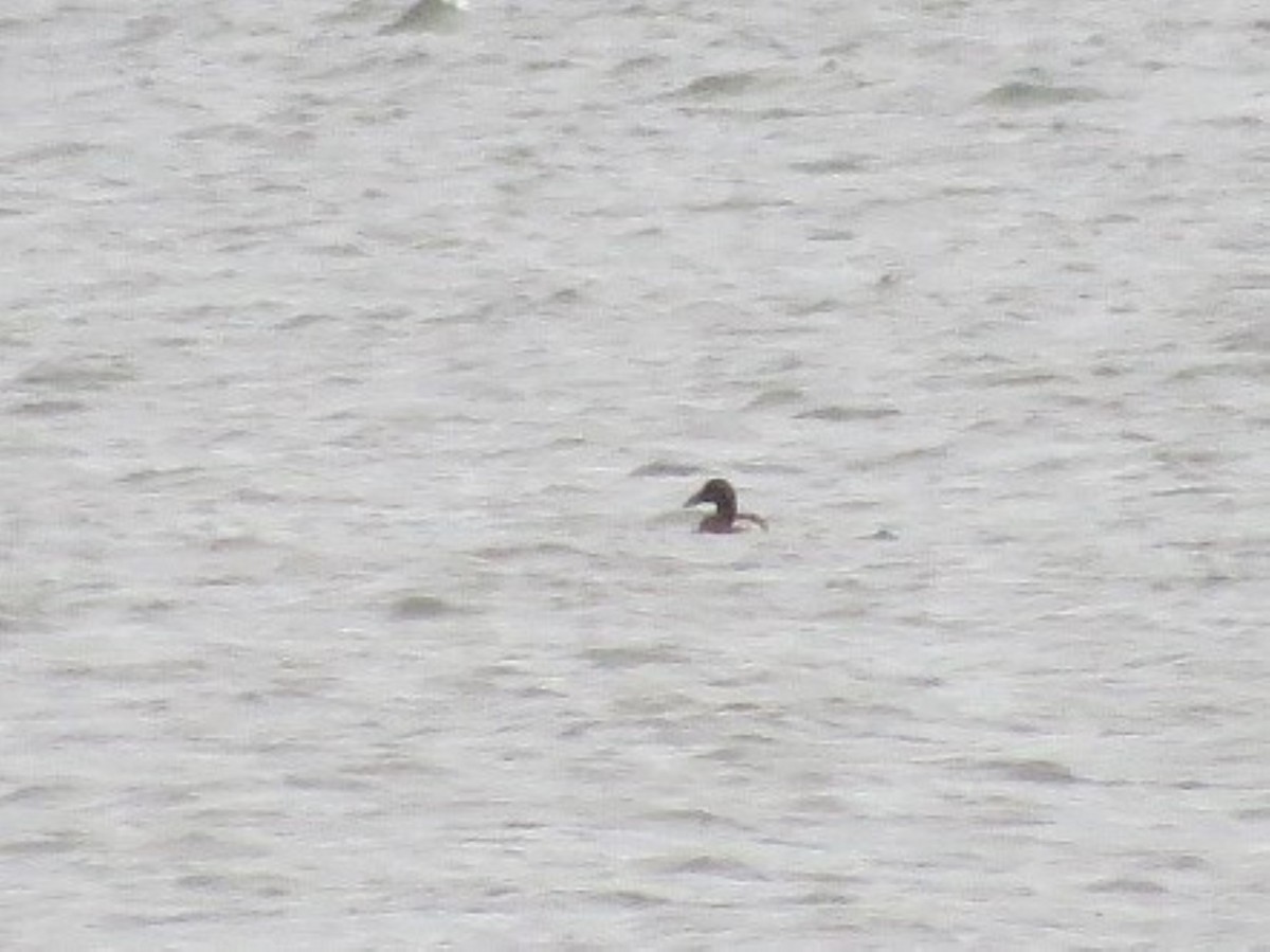 Common Eider - ML476102691