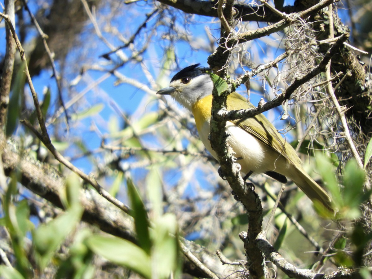 Green-backed Becard - ML476103001