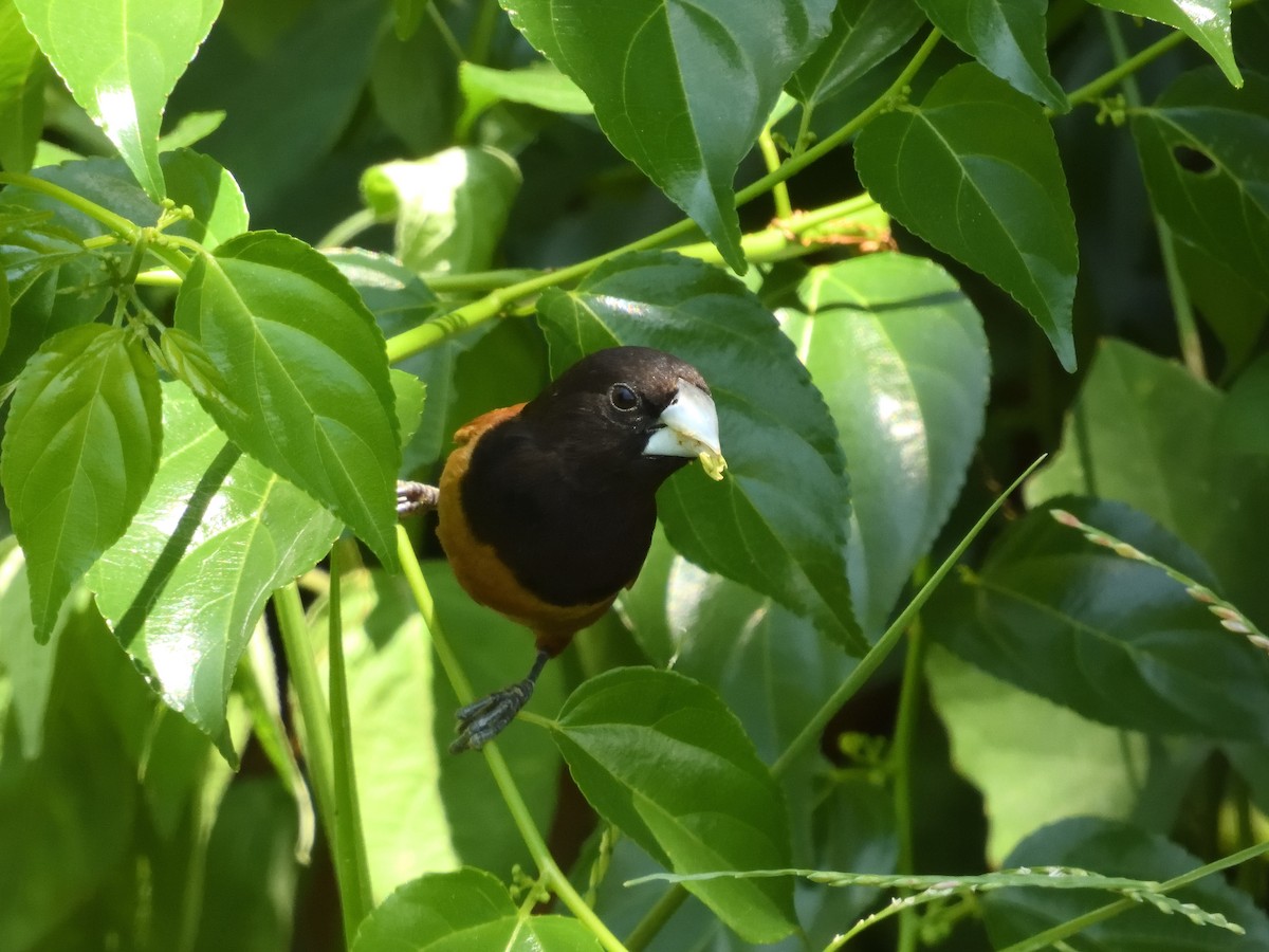 Chestnut Munia - ML476103021