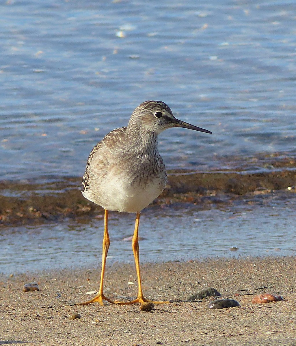 Lesser Yellowlegs - ML476103401