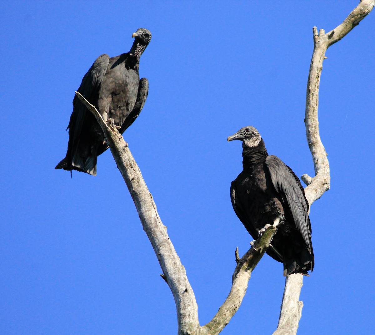 Black Vulture - jesus  enrique