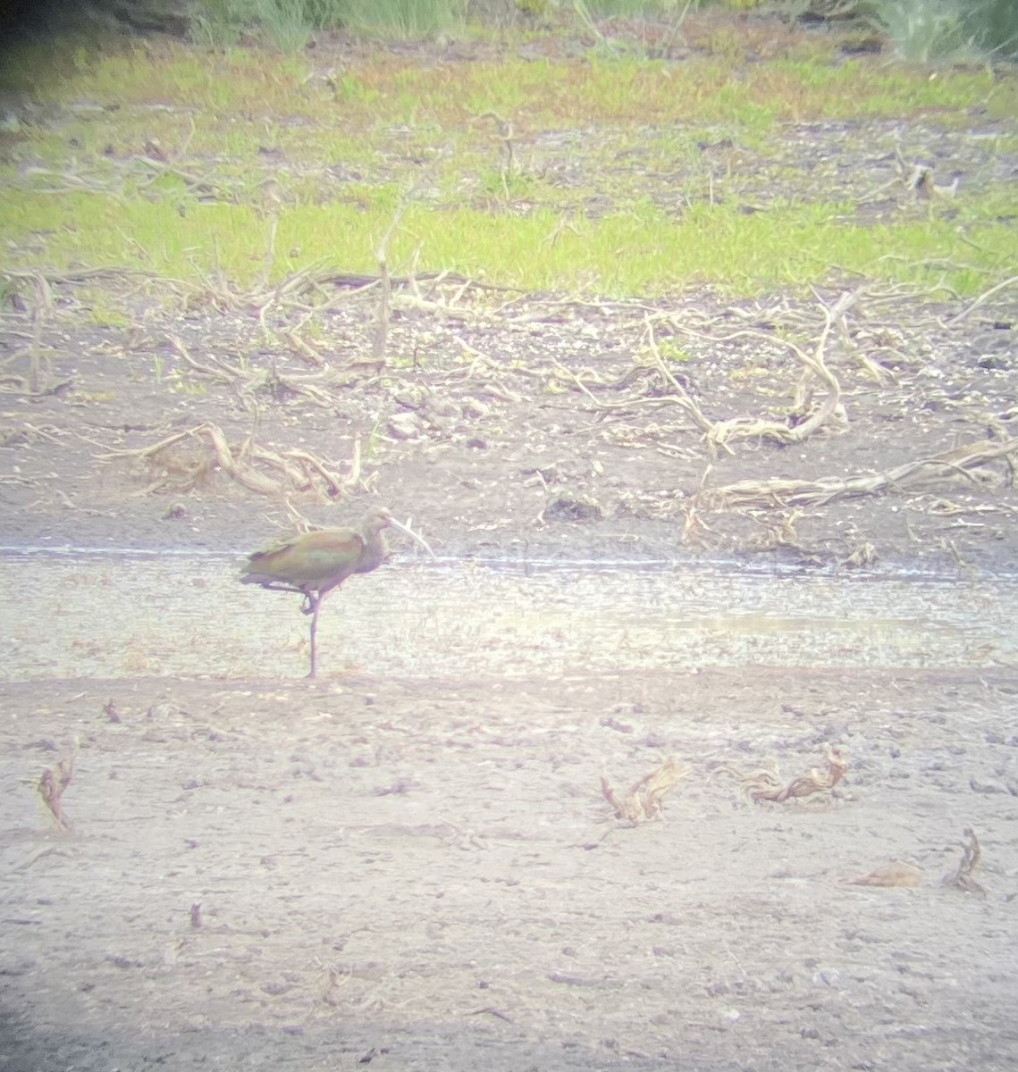 White-faced Ibis - ML476104651