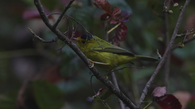 Wilson's Warbler (chryseola) - ML476104681