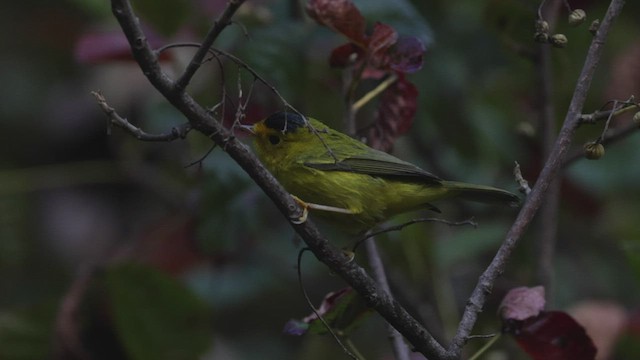 Wilson's Warbler (chryseola) - ML476104681