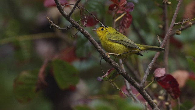 ウィルソンアメリカムシクイ（chryseola） - ML476104761