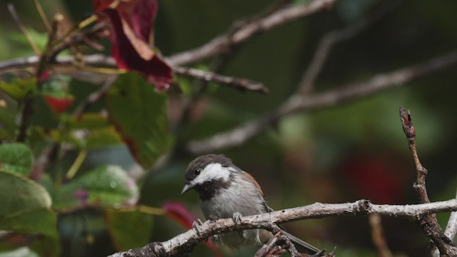 Mésange à dos marron - ML476104791