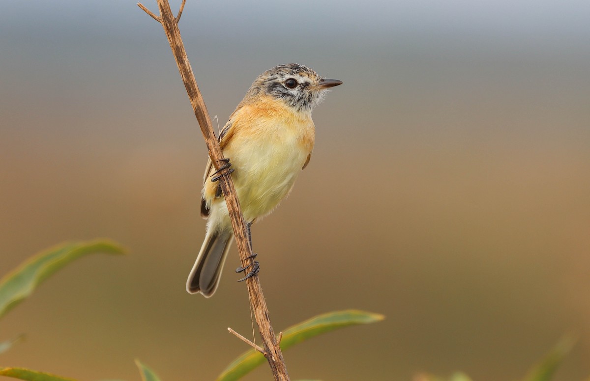 Bearded Tachuri - Aves-del-Taragüí/ SabinaDeLucca