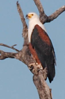 African Fish-Eagle - ML476105421