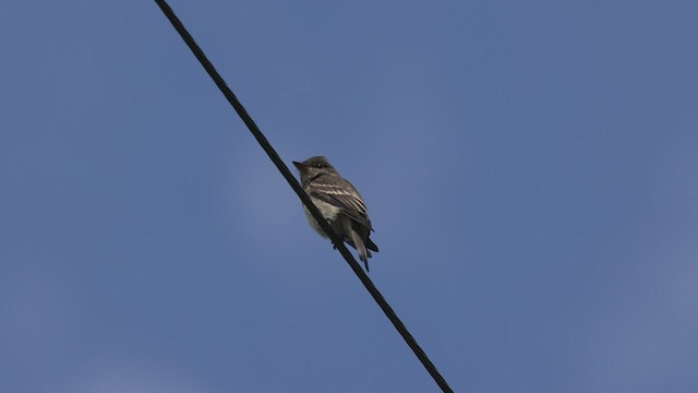 Western Wood-Pewee - ML476105901