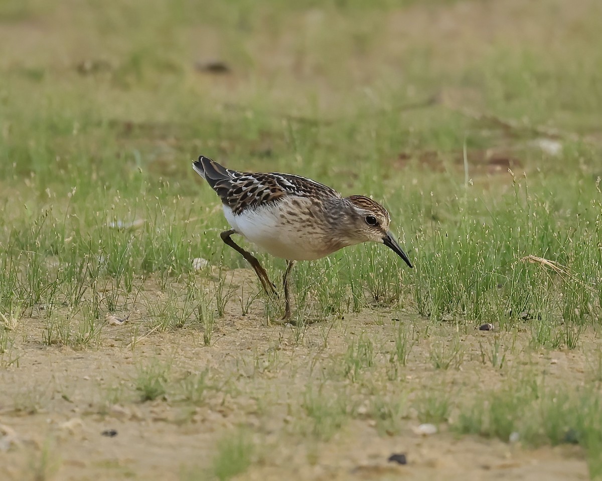 Least Sandpiper - ML476106141
