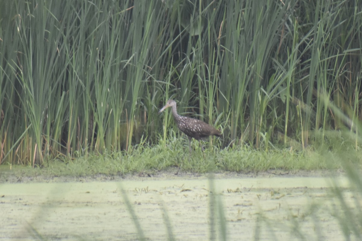 Limpkin - ML476106631