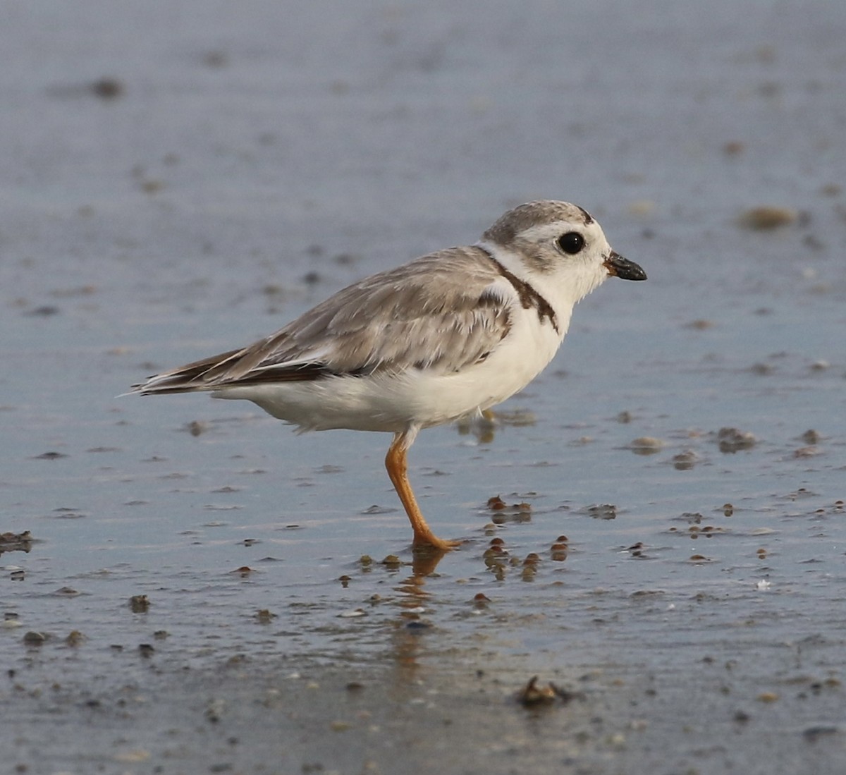 Piping Plover - ML476106851