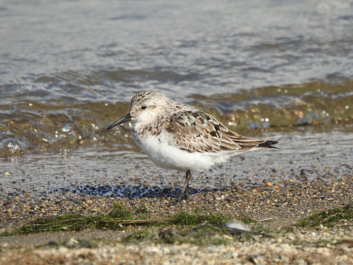 Sanderling - Ron Marek