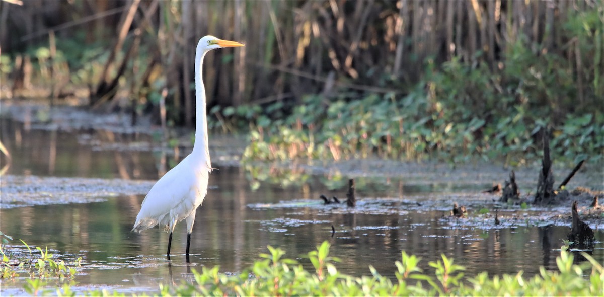 Great Egret - ML476108521