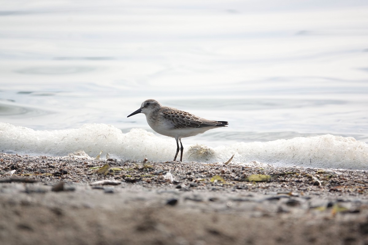 Semipalmated Sandpiper - ML476108581