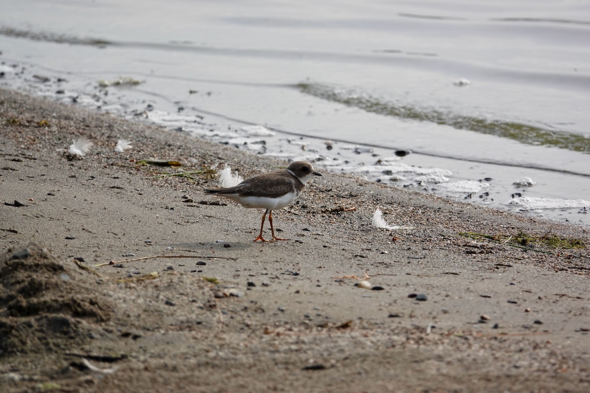 Semipalmated Plover - ML476108671