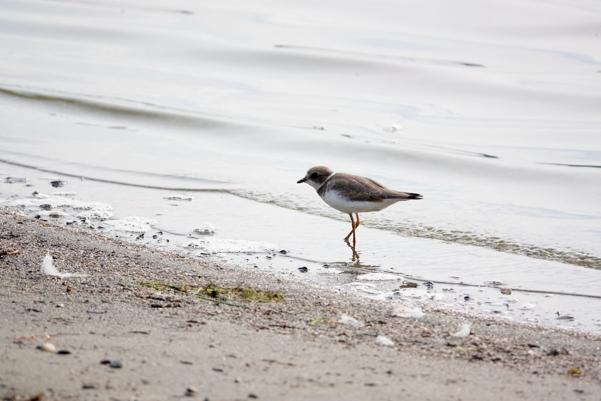 Semipalmated Plover - ML476108681