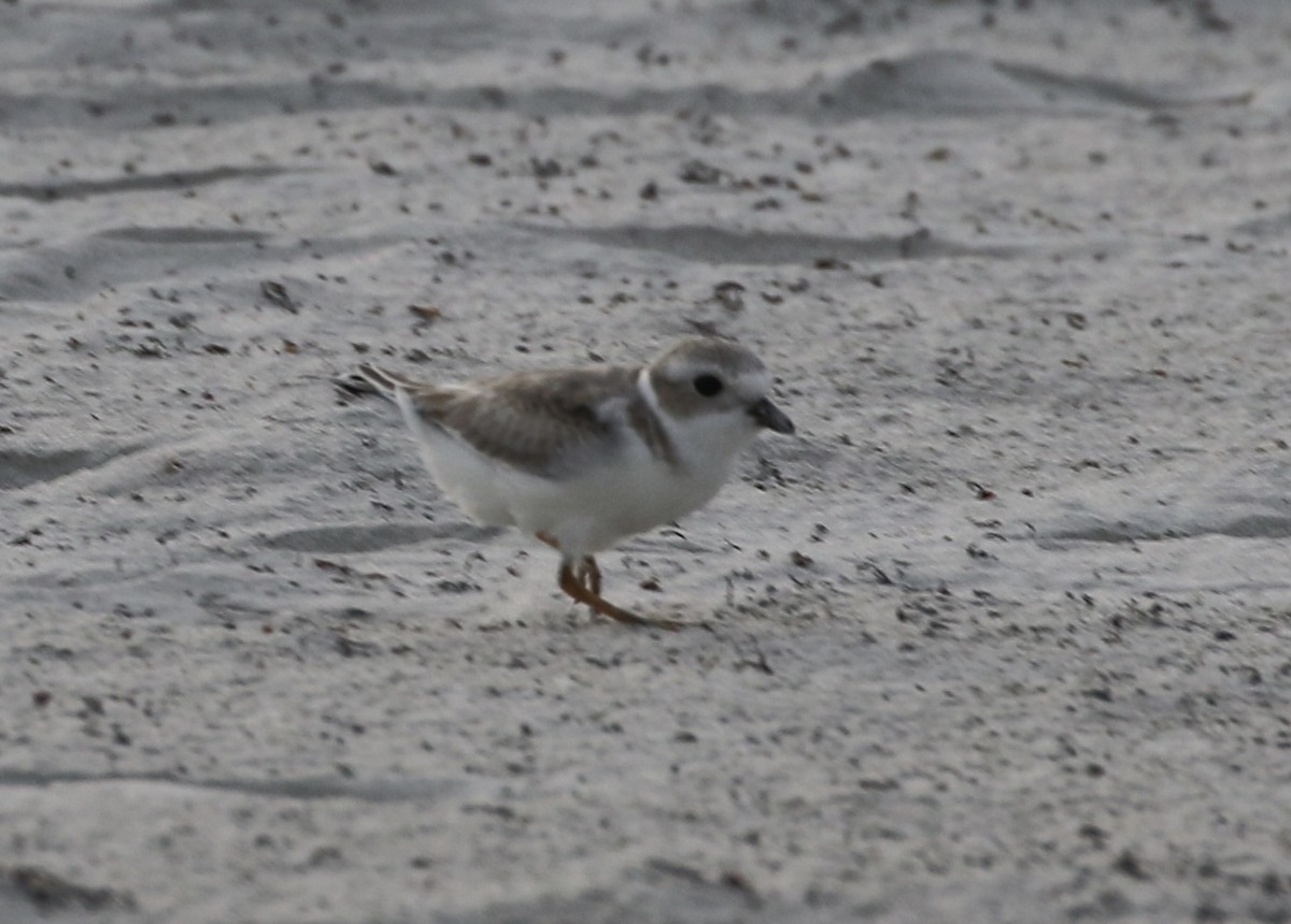 Piping Plover - ML476108941