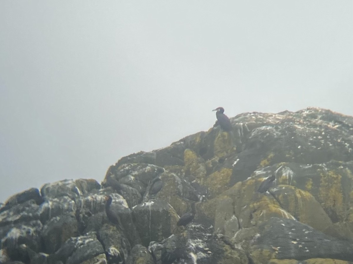 Тураг гогой - ML476109021