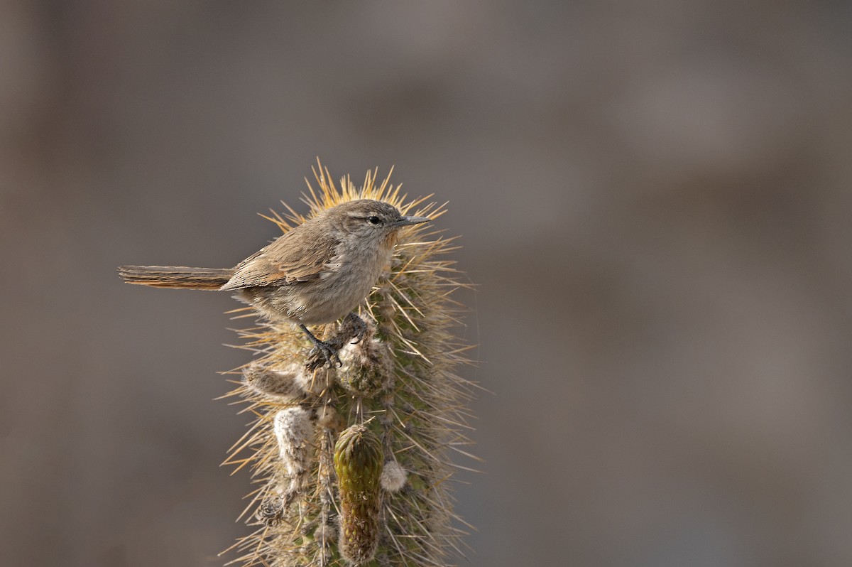 Cactus Canastero - ML476109101