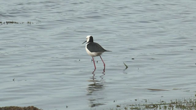 Pied Stilt - ML476110131