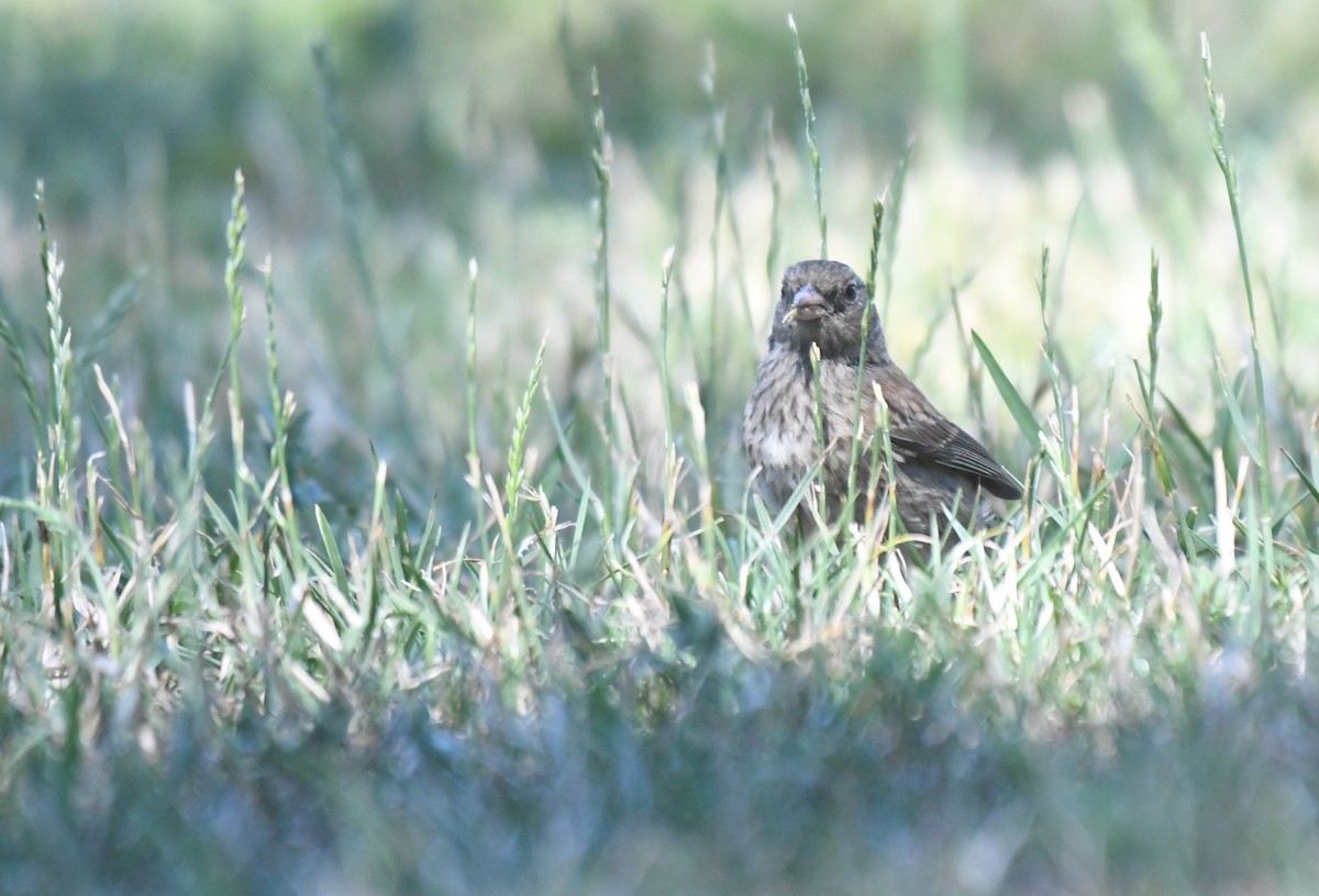 Dark-eyed Junco - M V BHAKTHA