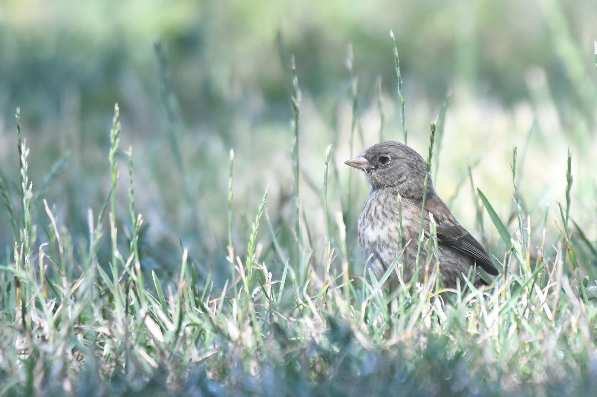 Dark-eyed Junco - ML476110441