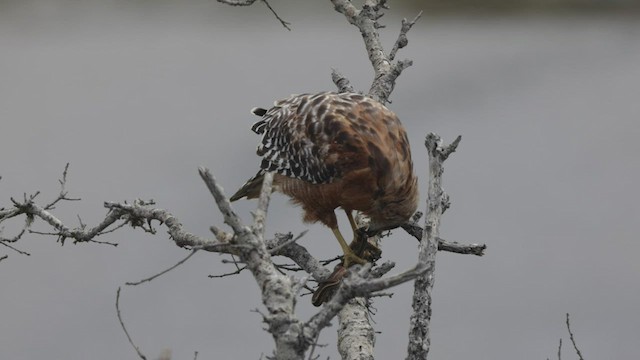 Red-shouldered Hawk (elegans) - ML476110681