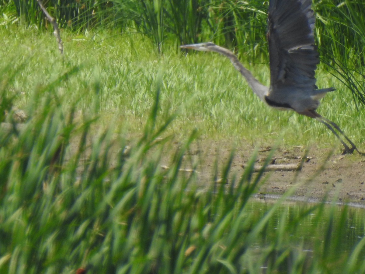 Great Blue Heron - ML476111011