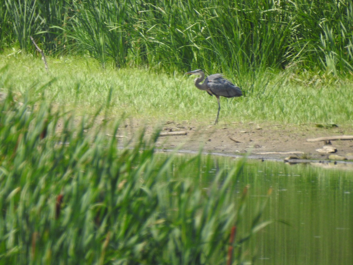 Garza Azulada - ML476111031