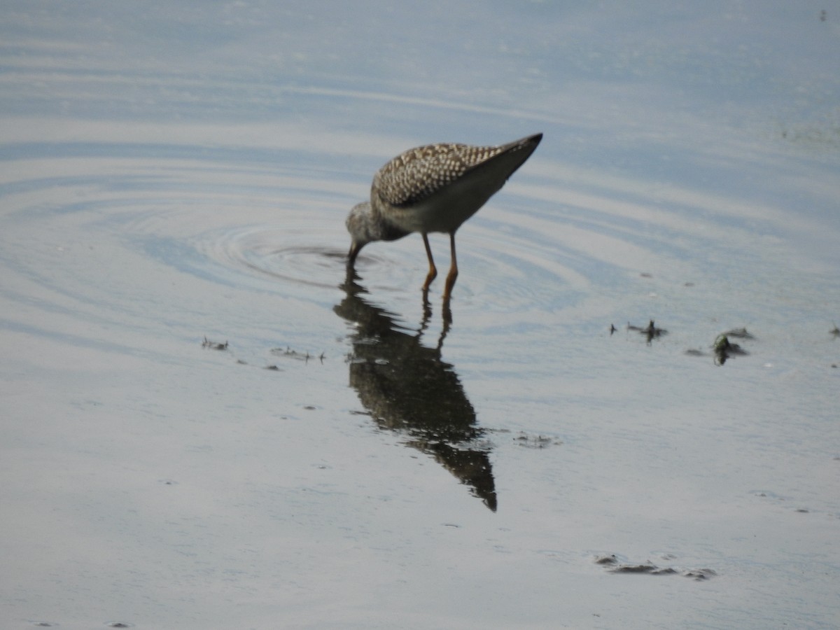 Lesser Yellowlegs - ML476111151