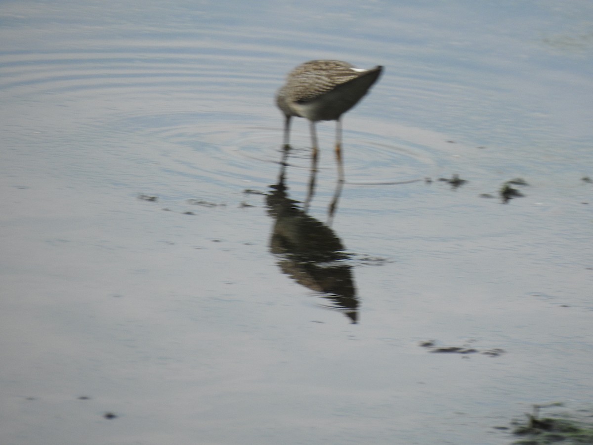 Lesser Yellowlegs - ML476111201