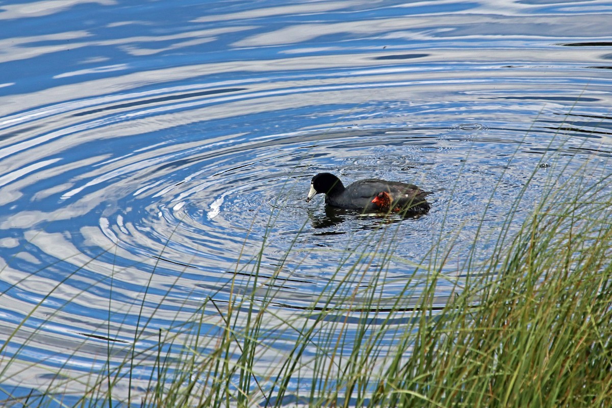 American Coot - ML476111641