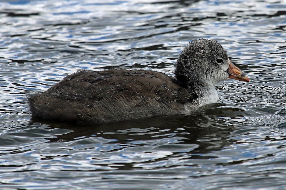 American Coot - ML476112441