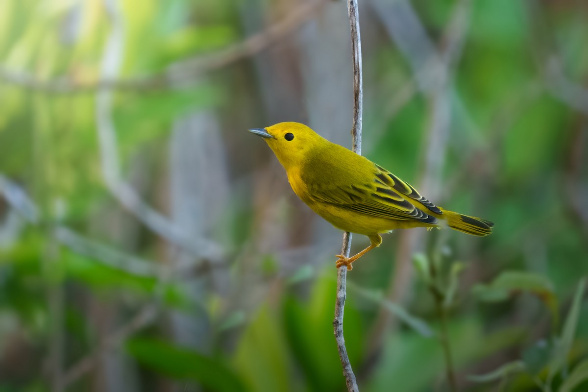 Northern/Mangrove Yellow Warbler - ML476112581