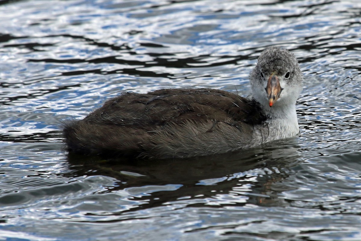 American Coot - ML476112841