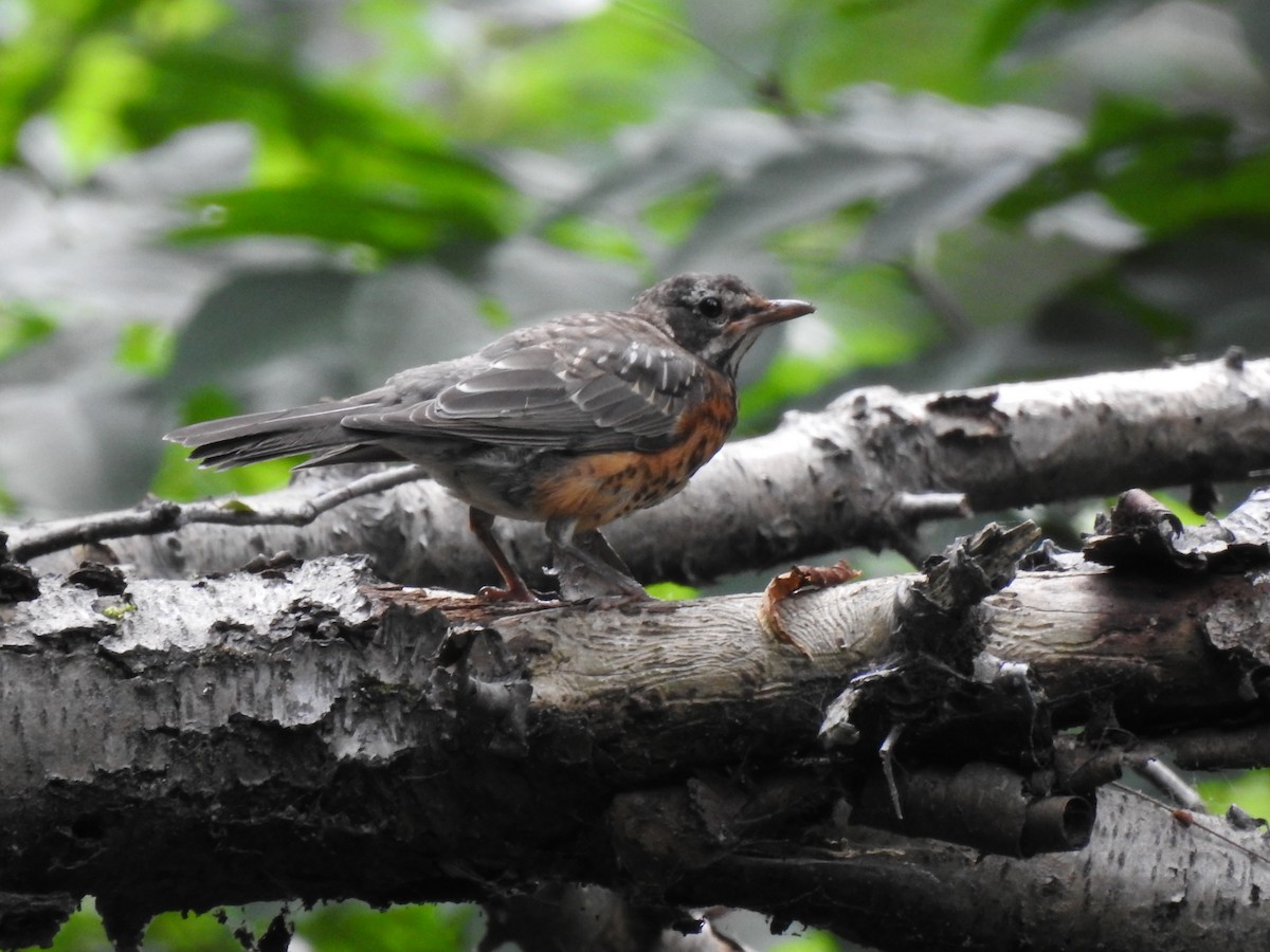 American Robin - ML476113261