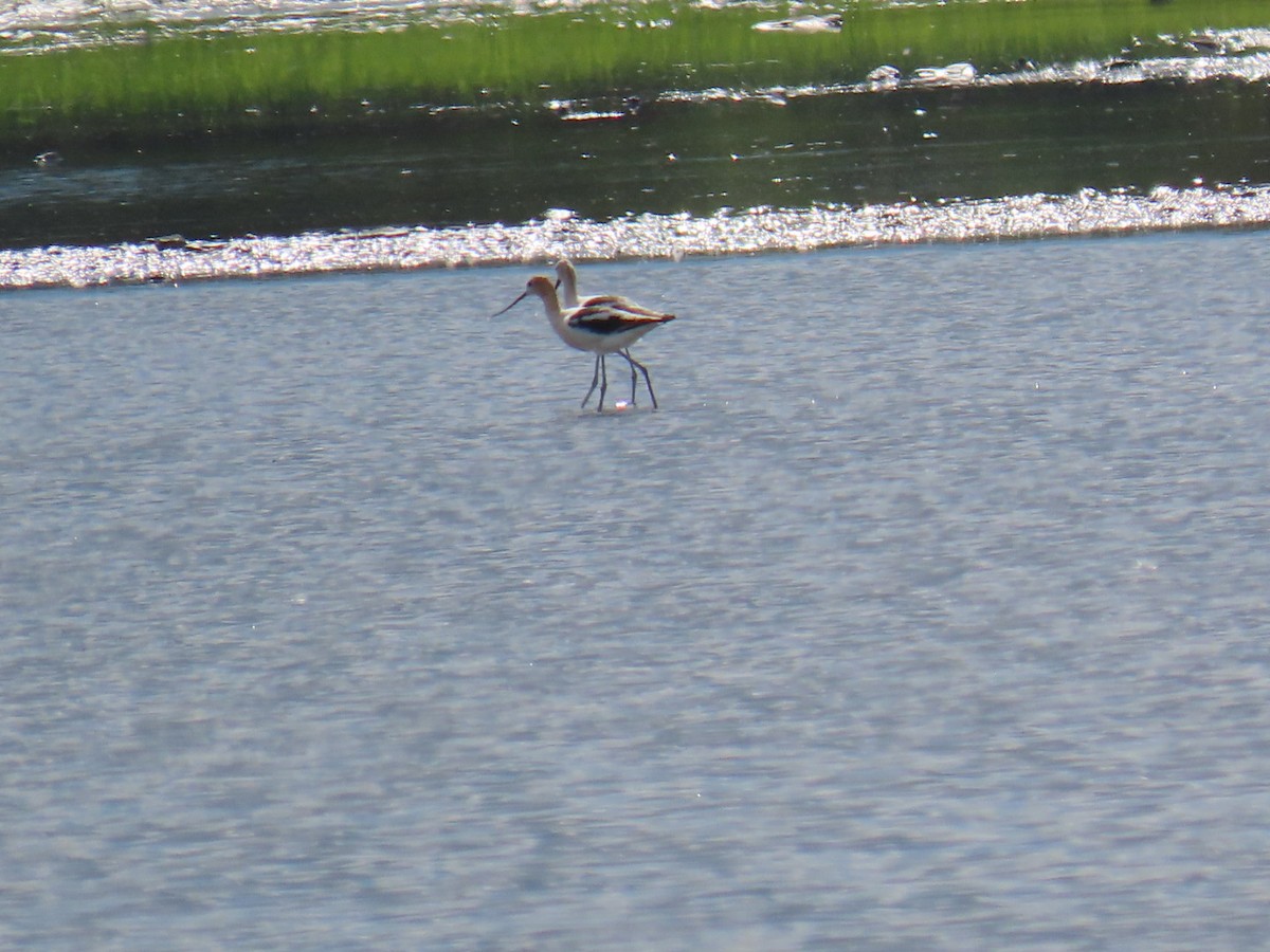 Avoceta Americana - ML476113541