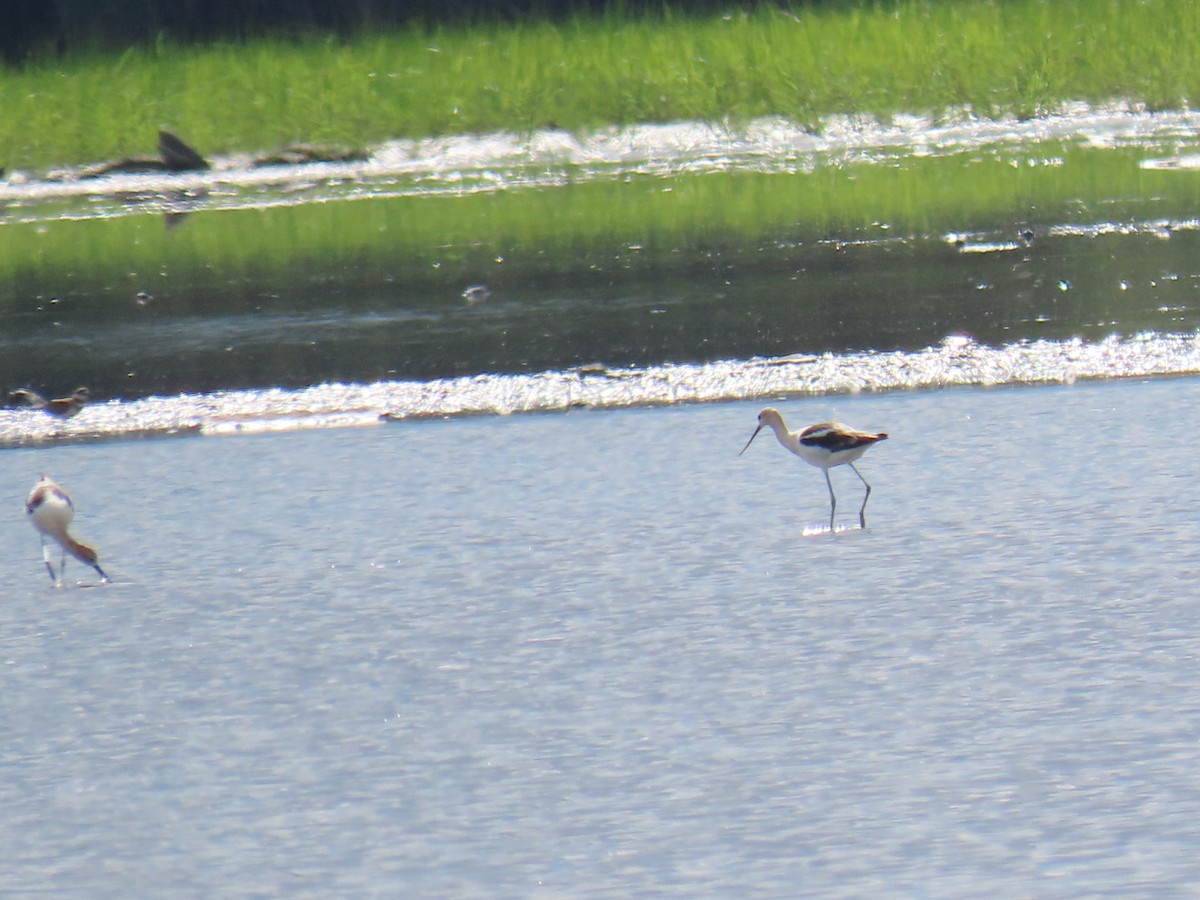 American Avocet - ML476113551