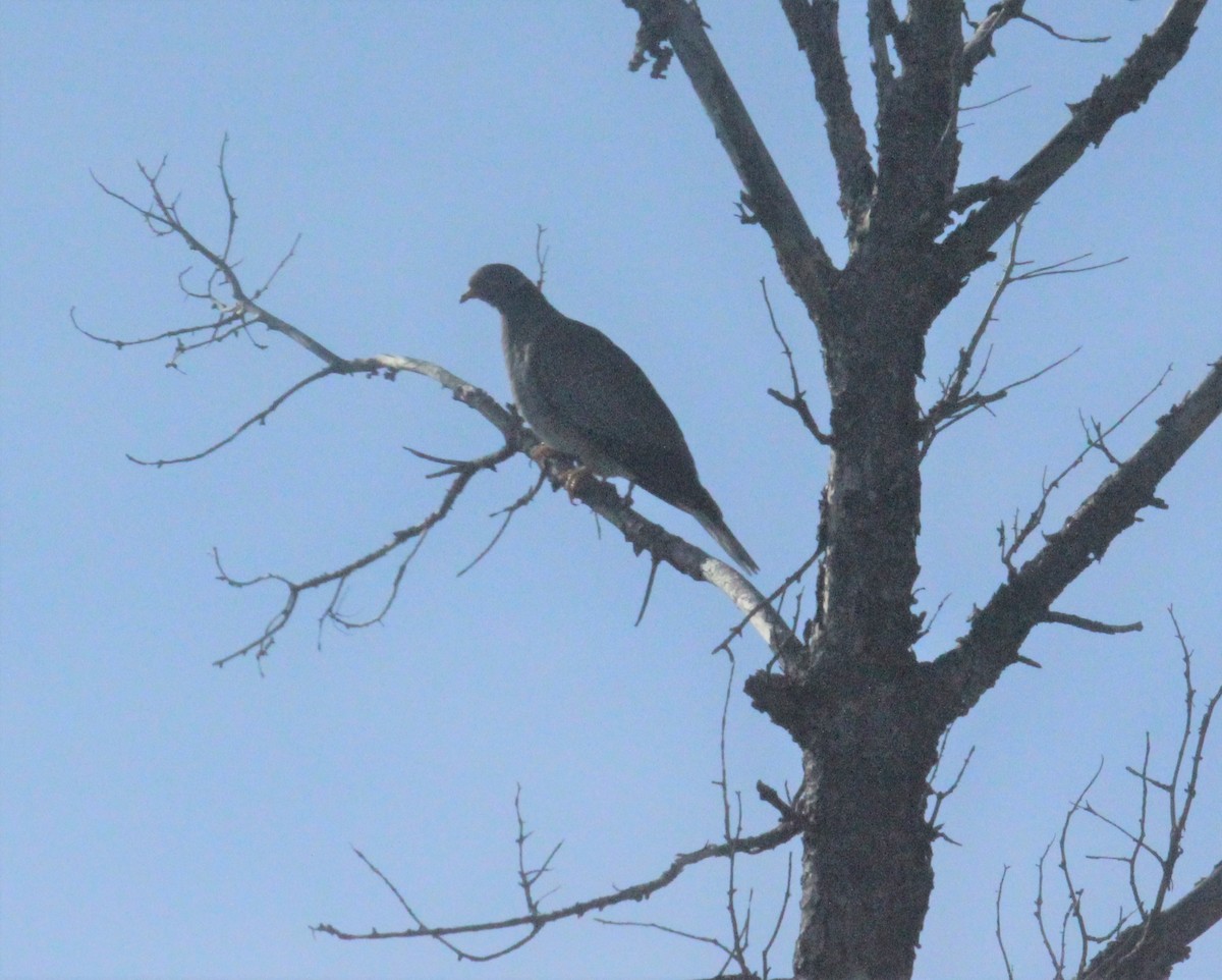 Band-tailed Pigeon - ML476113721