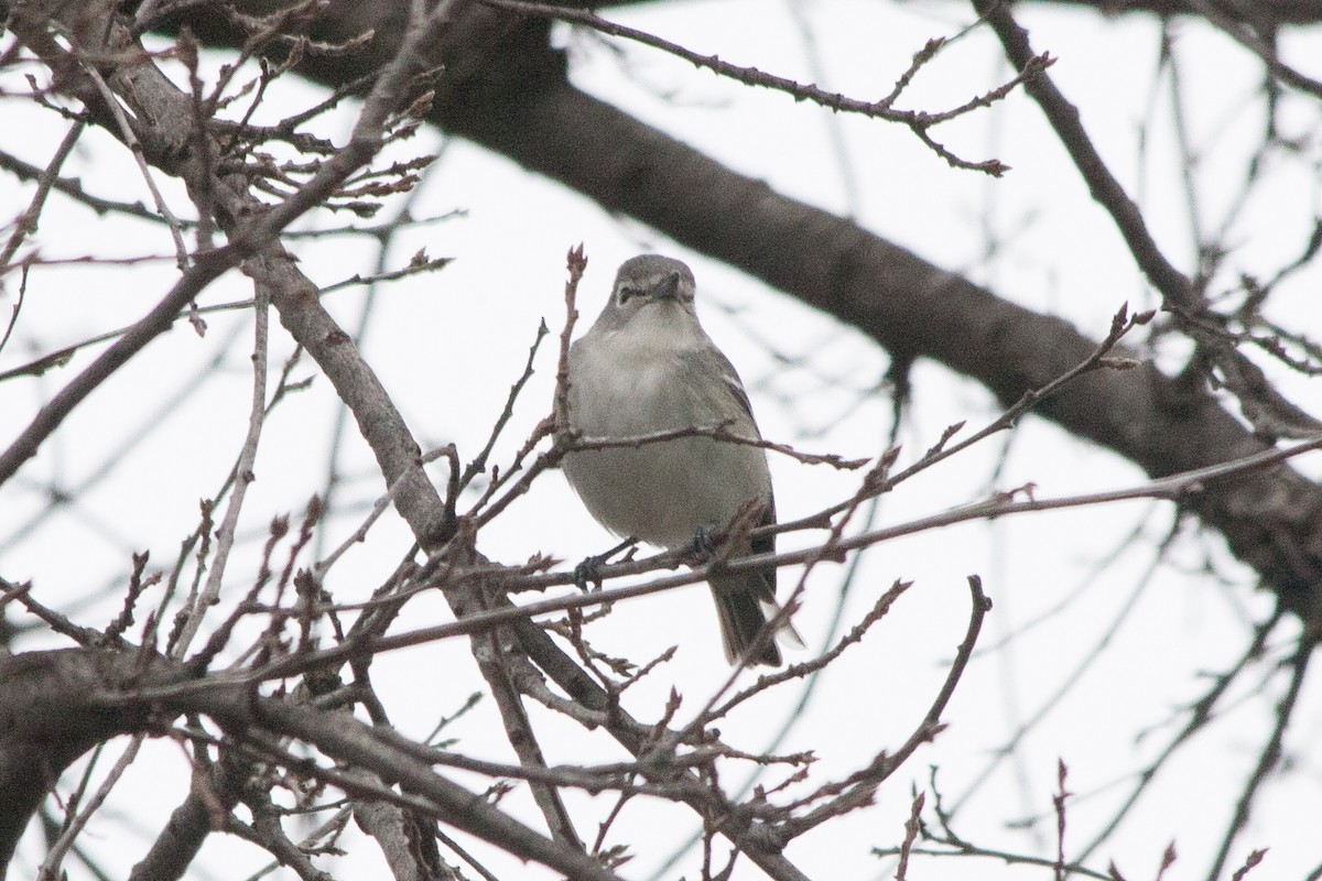 Plumbeous Vireo - Rebecca Marschall