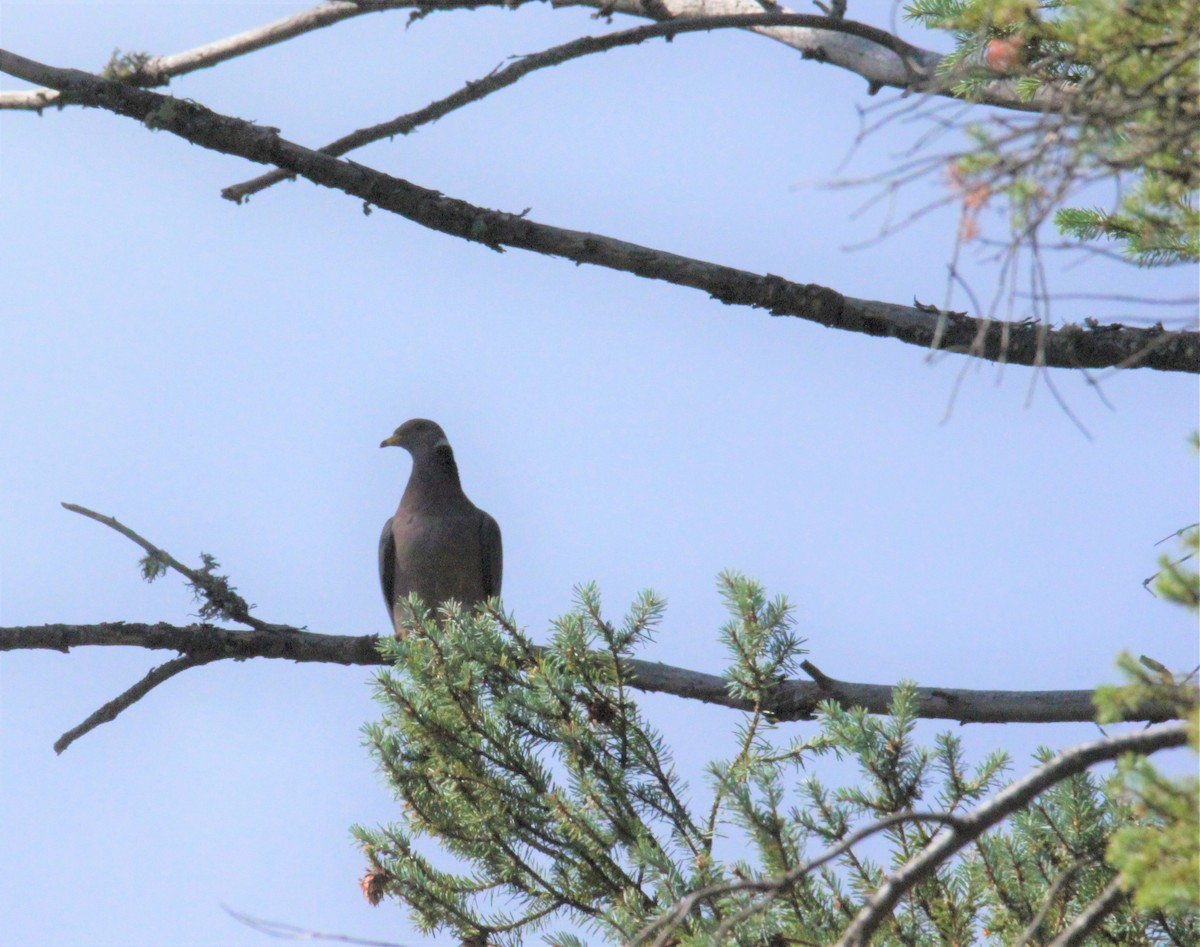 Band-tailed Pigeon - ML476113811