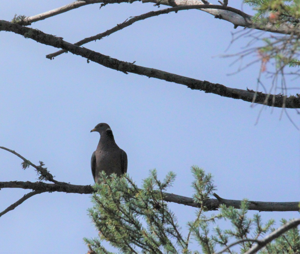 Band-tailed Pigeon - ML476113831