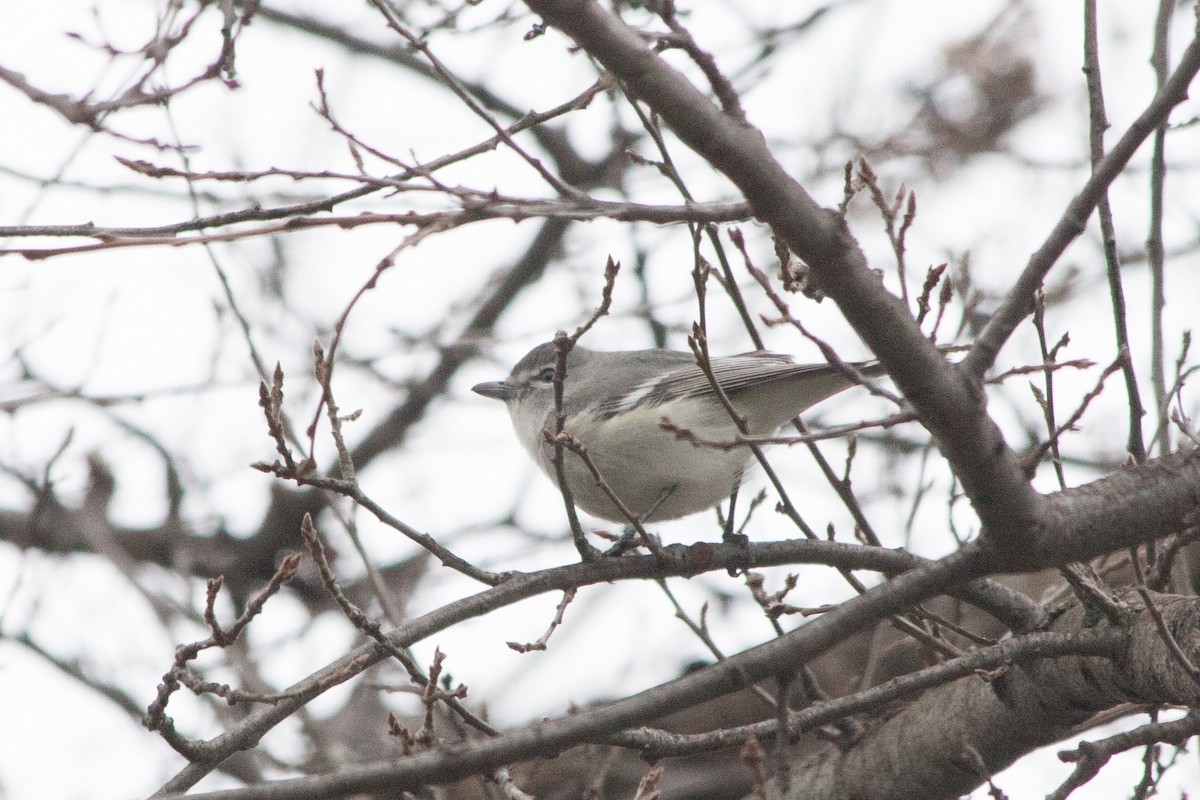 Plumbeous Vireo - Rebecca Marschall