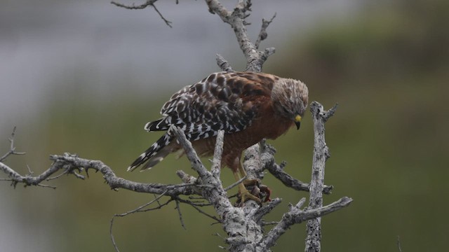 Red-shouldered Hawk (elegans) - ML476115311