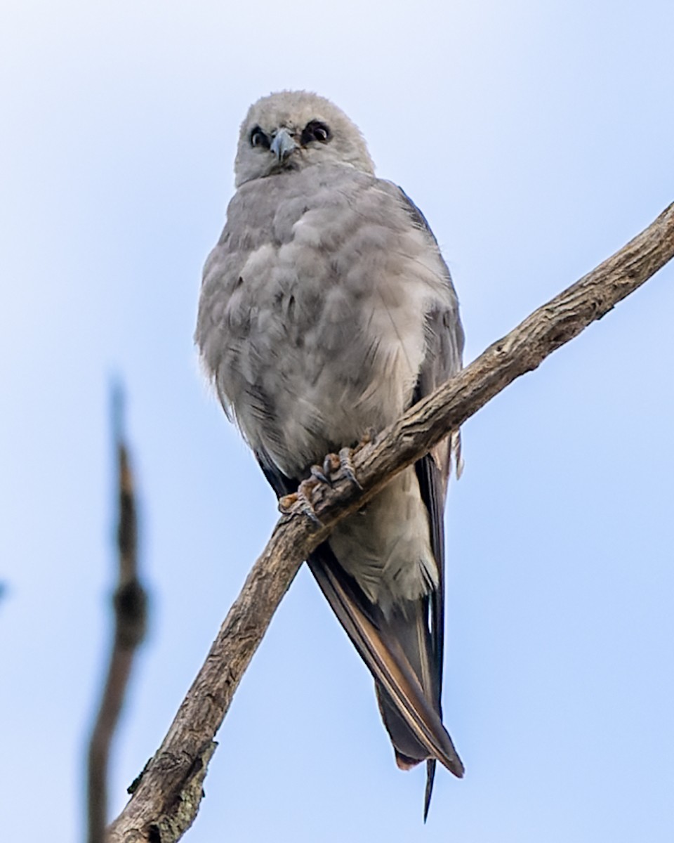 Mississippi Kite - ML476115751