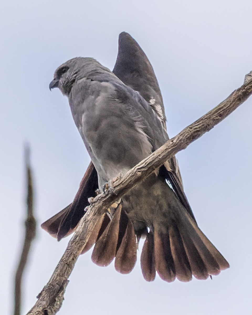Mississippi Kite - ML476115761
